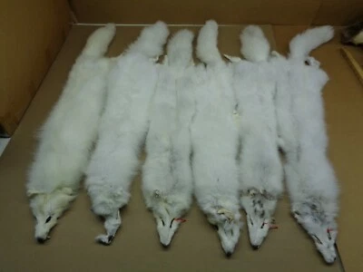 Piel/pieles/trampa/taxidermia/artesanía/recién bronceada #2 de zorro ártico/blanco/recién curtida Foto 1 de 4