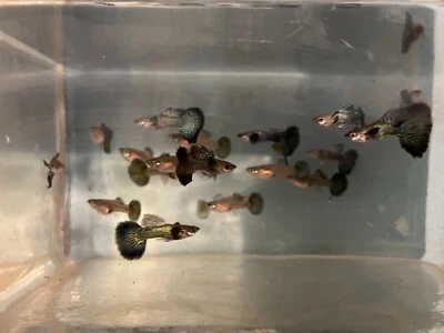 10 pares de guppies dragón morados y azules mixtos (10 hembras y 10 machos) Foto 1 de 4