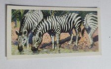 African Wild Life  Brooke Bond  Tea card  - # 29 - free postage  - lot 733