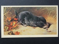 No.4 MOLE British Mammals GRANDEE T30 Issued by Player 1983
