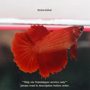 Live Betta Tropical Fish Female Red Halfmoon Plakad Good Quality "Sample Picture - Picture 1 of 6
