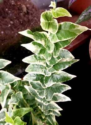 2 x English Ivy Plant Variegated Ivy Glacier Houseplant - Image 1 of 3
