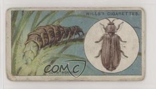 1922 Wills Do You Know Tobacco why the Glow-worm Glows? #21 1i3