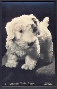 Cachorro Sealyham Terrier. Postal con foto real vintage (por Hugh Morton). FreePost - Imagen 1 de 1