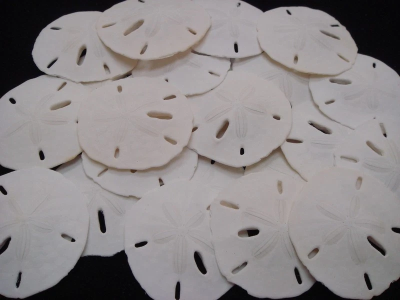 40 PCS FLORIDA KEYHOLE SAND DOLLAR SEA SHELL WEDDING DECOR 1 1/2" - 2" - Image 1 of 1