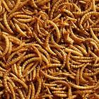 Premium Dried Mealworms 5L Bag