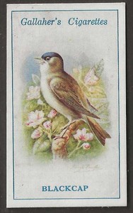 GALLAHER-BRITISH BIRDS 1923 (BY GEORGE RANKIN)-#049- BLACKCAP 