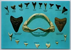 Sharks Teeth Images Identified Labeled (6 X 4 in) Postcard - Picture 1 of 2