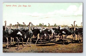 Postal California San Diego CA granja de avestruces años 1910 sin publicar parte posterior dividida - Imagen 1 de 2
