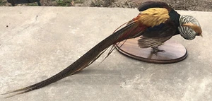 Golden Pheasant Mount Taxadermy 39 1/2” Long - Picture 1 of 9