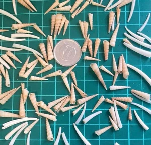 Natürliche Muschel Stoßzahn Muschel lange dünne Schnecke Kunsthandwerk aus Japan 24323 - Bild 1 von 3