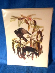 Audubon Bird Fish Crow Print 9x12 Loc F - Picture 1 of 6