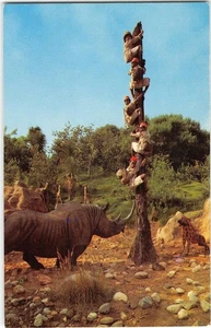 TRAPPED SAFARI Hunting Party DISNEYLAND Rhino Jungle Cruise 60s Vintage Postcard - Picture 1 of 2