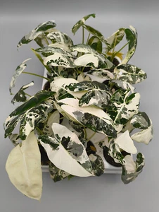 Alocasia Frydek Variegata Pflanzen - Bild 1 von 4
