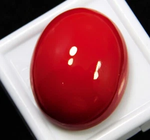 Natural 34.20 Ct Italian Red Coral Cabochon Oval Cut Loose Gemstone AAA+ - Picture 1 of 5