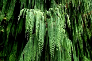 Kashmir Bhutan Weeping Cypress Tree Seeds (Cupressus Cashmeriana) Blue Evergreen - Picture 1 of 10