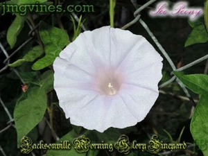 Ice Peony Japanese Morning Glory 6 Qty - Picture 1 of 9