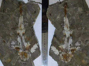 A pair of fossilized sturgeon fossils from ancient organisms - Picture 1 of 8