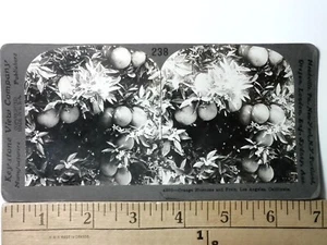 Los Angeles California fiori d'arancio e frutta stereoview antico c1901 Y18717 - Foto 1 di 2