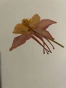 Pressed Dried Flowers All Natural Not Dyed Or Coloured Aquilegia No 4 - Picture 1 of 2