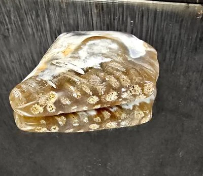 Rare Agate Coral Crystal Fossil - UK   (#12) - Image 1 of 4