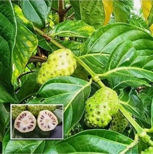 50+ Natural Dried Noni Leaves Ahu Morinda Citrifolia Organic Herbal Fruit Leaf - Picture 1 of 8