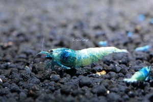 10 Taiwan Bee Blue Bolt Shrimp by SoShrimp - Picture 1 of 3