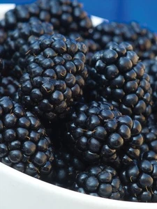 Thornless Blackberry- Rubus - “Osage-" 4 Plants. Top Flavor - Picture 1 of 3