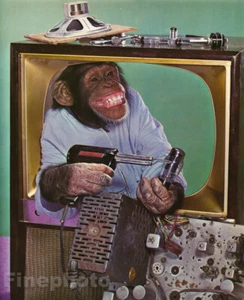 1959 MONKEY HUMOR Chimpanzee HANDYMAN Television Electronics TV Animal Photo Art - Picture 1 of 1