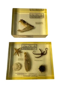 Vintage Lucite specimen displays Echinoderm Comparison & Rattlesnake Head - Picture 1 of 6