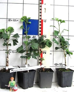 Ginkgo biloba "Goethe", schöne Sorte mit schmal aufrechtem Wuchs - Bild 1 von 1
