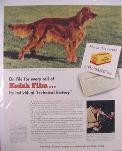 1945 Irish Setter Champion Rufus of Hollywood Hills Photo Kodak Film Print Ad - Bild 1 von 1