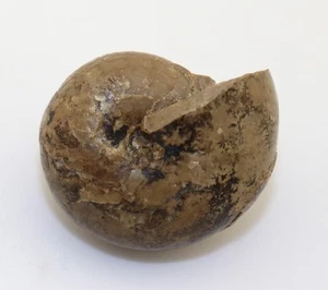 Goniatit, Kargalites typicus, Perm, Artinsk, Aktubinsk, Kasachstan -L745 - Picture 1 of 6