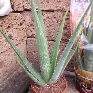 Echte Aloe Vera, medizinisch,12cm Topf, ca. 40 cm hoch, 2 große Pflanzen