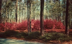 Vintage Postcard -Azalea Gardens - Norfolk, Virginia - Picture 1 of 2