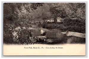 Postal: PA Cows Fording, Stream, Chalfont, Pennsylvania - Sin publicar - Imagen 1 de 2