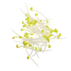 50 Pcs Bean Sprouts Toy Wedding Props Artificial Vegetables Food