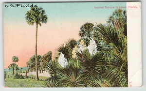 AK Spanisches Bajonett in Blüte in Florida - Bild 1 von 2
