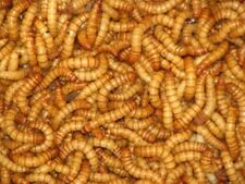 Live Giant Mealworms Free Shipping Live Arrival Guarantee