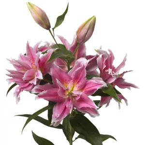 Oriental Lily-Perennial Garden seeds Oriental Mix Red/Yellow Lily Flower seeds - Picture 1 of 4
