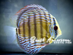 Royal Blue  Discus    6-7 ” live WILD Discus Fish - Picture 1 of 1