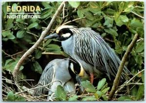 Postal - Garzas nocturnas coronadas amarillas, Florida - Imagen 1 de 2