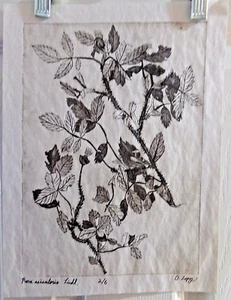 Rosa Acicularis Lindl. Tiefdruck mit Aquatinta - Bild 1 von 3