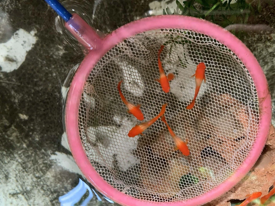 10+ ABINO KOI OREJA ROJA - Pez Guppy de Acuario Vivo - Alta Calidad VIP Excelente AA + Foto 1 de 4