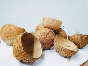 100 Pcs Ceylon Coconut Shell Natural Bowl Eco Friendly 100% Bowls Organic Halves