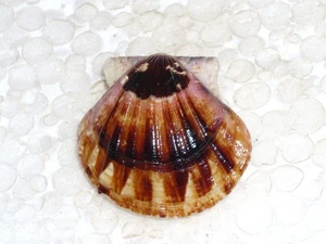 FLEXOPECTEN GLABER SPECIAL DUPLICATUS, UNIQUE PATTERN - Imagen 1 de 2