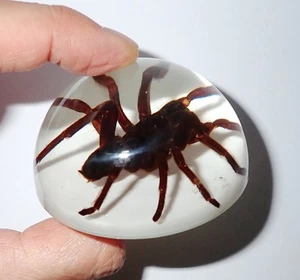 Tarantula Spider Specimen 67 mm Lucite Dome Paperweight on White bottom DP67W - Picture 1 of 19