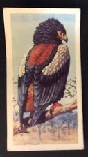 (A06) BROOKE BOND TEA CARD “TROPICAL BIRDS” No 1 BATALEUR EAGLE