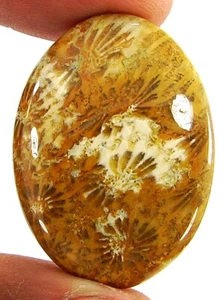 Piedra de envoltura de alambre cabujón piedras preciosas sueltas coral fósil natural 45,45 quilates - 20773 - Imagen 1 de 3