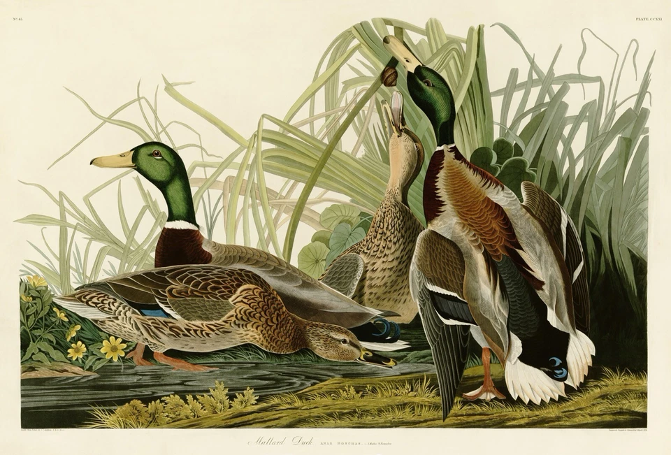 No.221 Mallard Duck Audubon Print Repro Havell Edition Double Elephant Folio - Image 1 of 1
